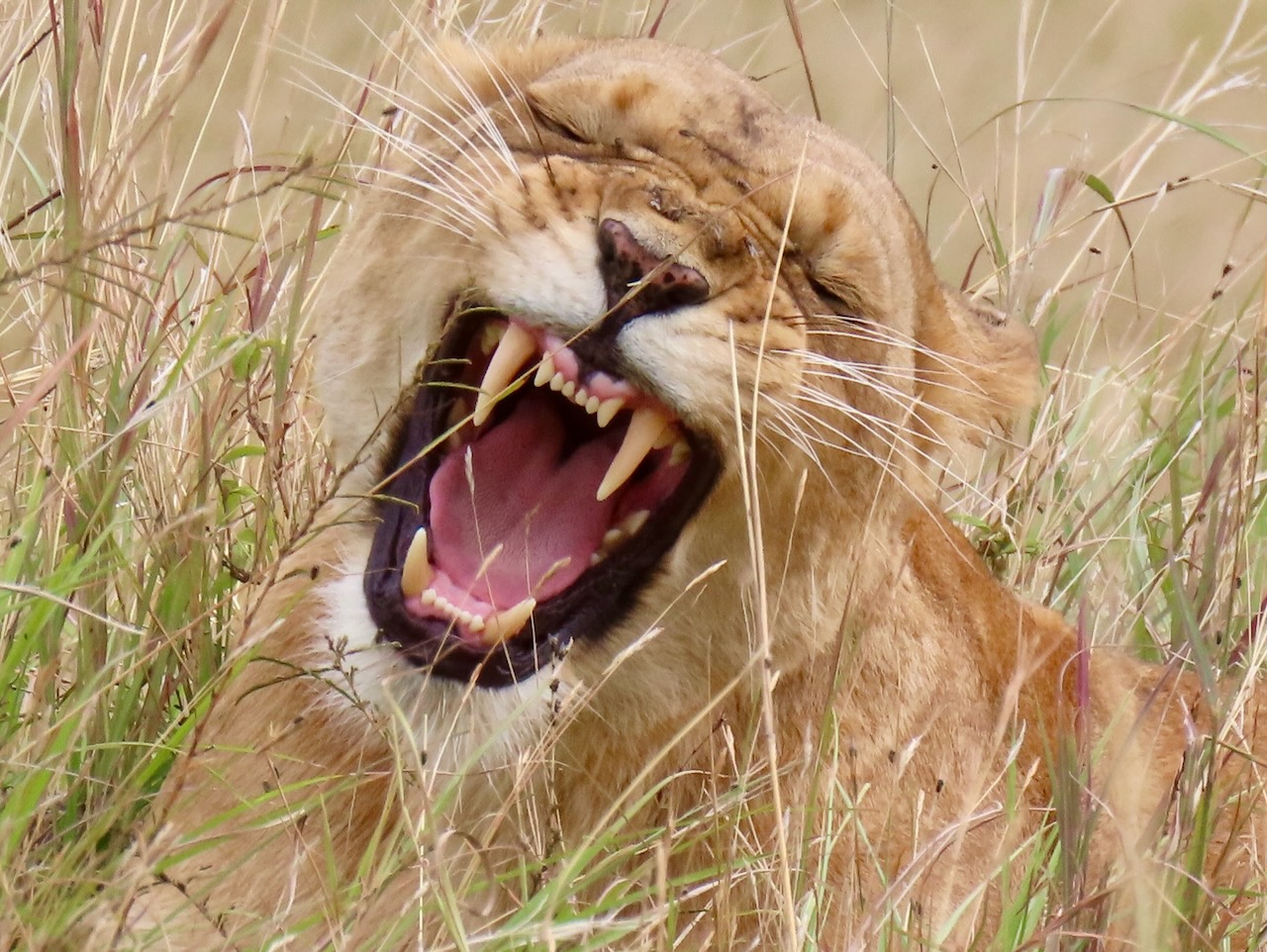 En este momento estás viendo Viaje a Tanzania